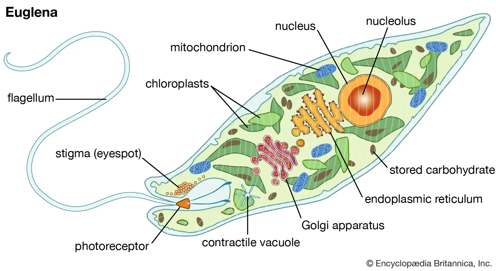 Euglena